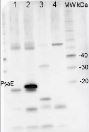 PsaE | PSI-E subunit of photosystem I (monocot) in the group Antibodies Plant/Algal  / Photosynthesis  / PSI (Photosystem I) at Agrisera AB (Antibodies for research) (AS04 047)